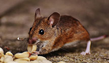 24 Hour & Emergency Exterminators in Elkton, KY